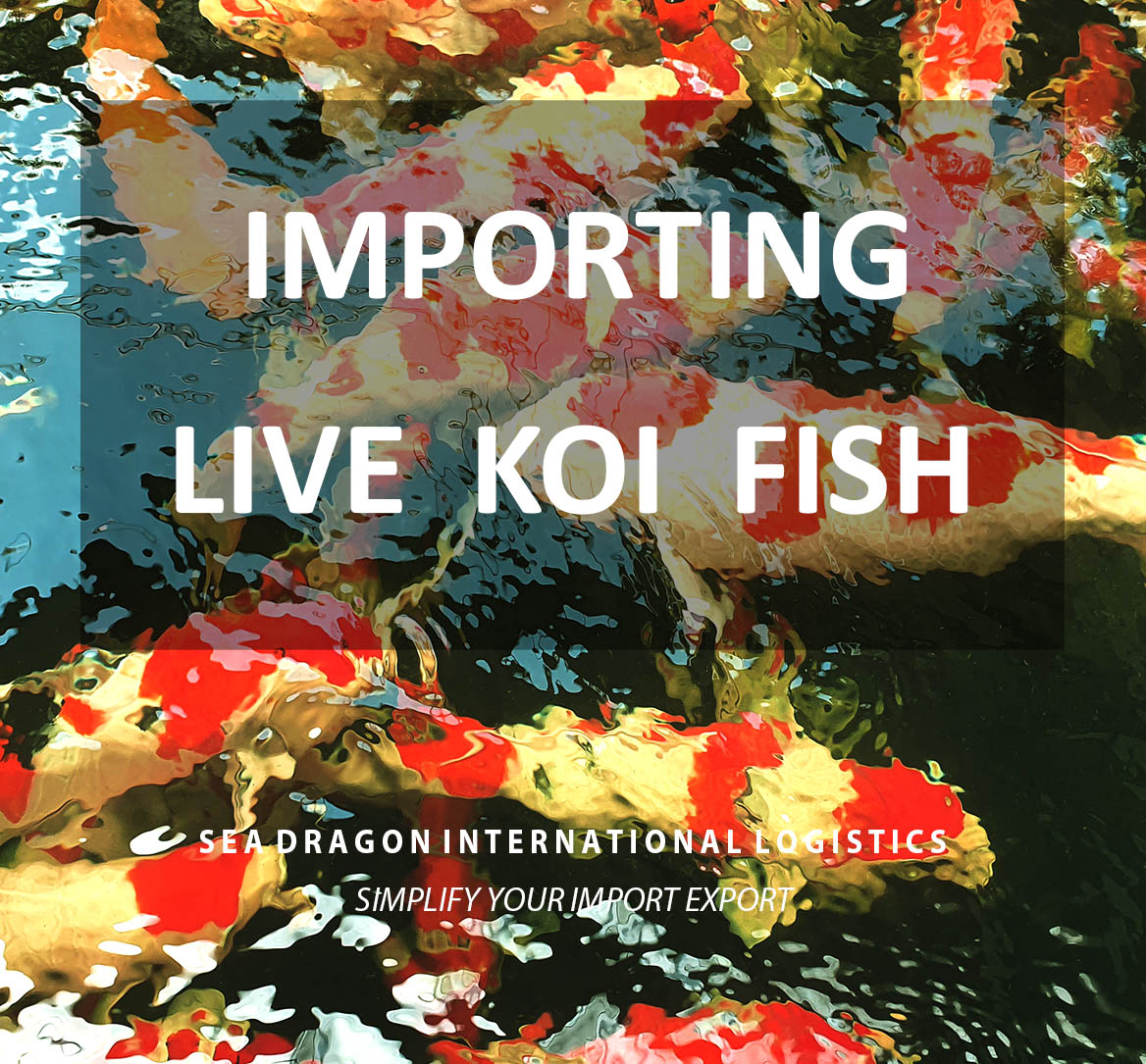 PROCEDURE OF IMPORTING LIVE KOI FISH FOR BREEDING AND ORNAMENTAL FISH PRODUCTION INTO VIETNAM